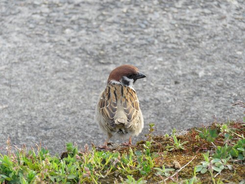 animal  wild birds  little bird