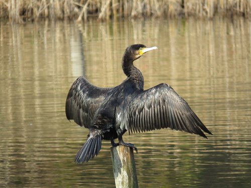 animal  wild birds  waterfowl