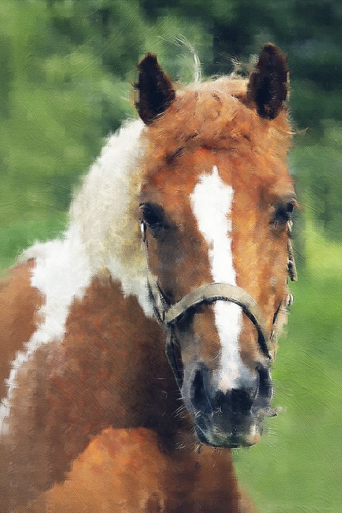 animal  horse  portrait of brown-white