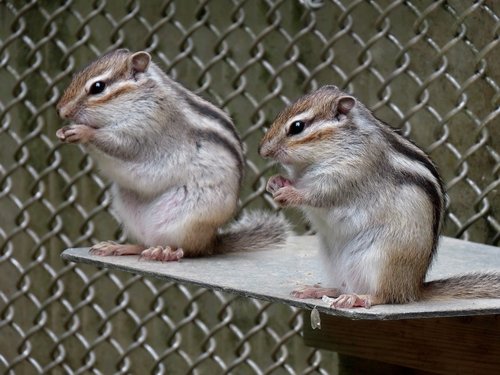 animal  squirrel  chipmunk