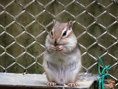 animal  squirrel  chipmunk