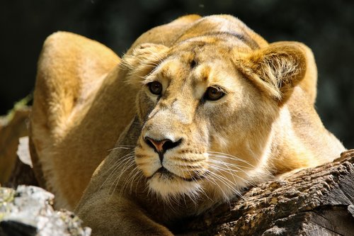 animal  predator  lion