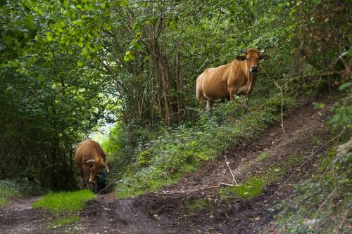 animal cow forest