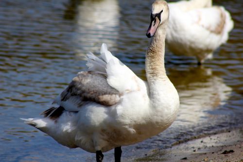 animal bird swan