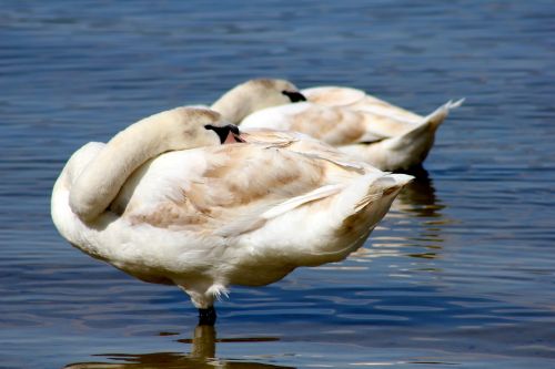 animal bird swans