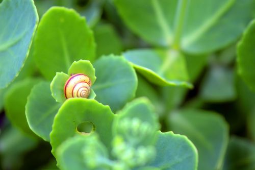 animal plant harmony