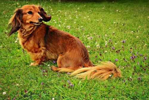 animal dog brown