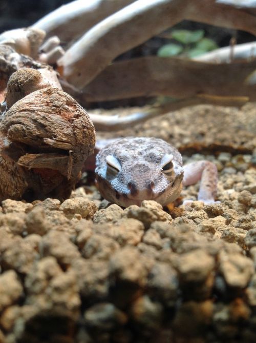 animal lizard smile