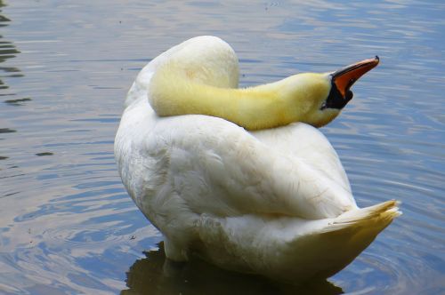 animal swan pride