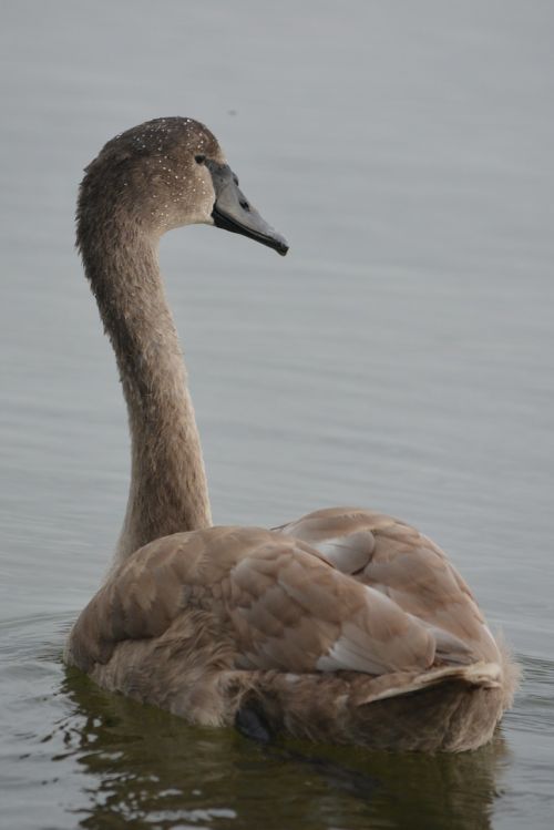 animal nature swan