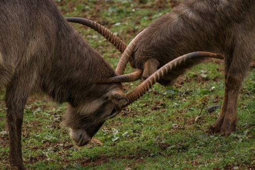 animal nature horns
