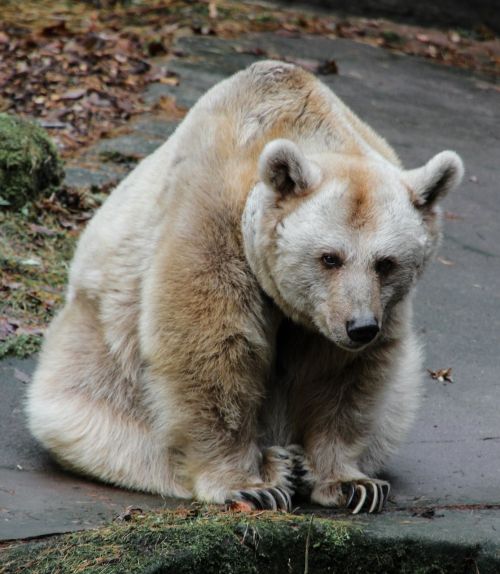 animal bear brown bear
