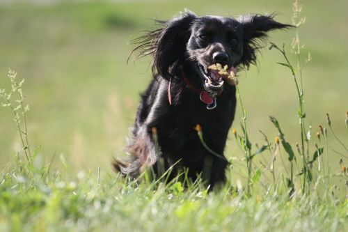 animal dog meadow