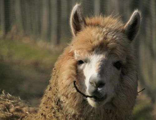animal alpaca fur