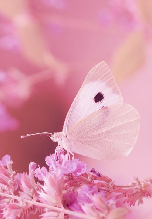 animal butterfly white
