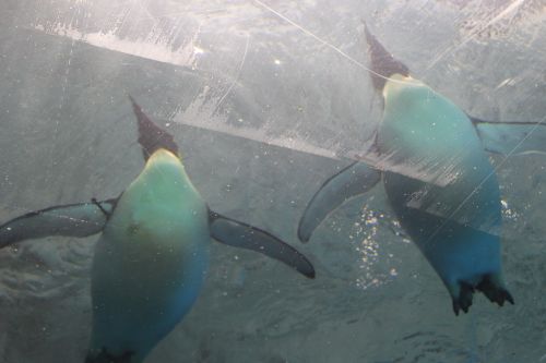 animal penguin swim