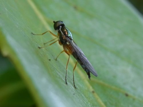 animal insect fly