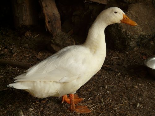 animal duck white