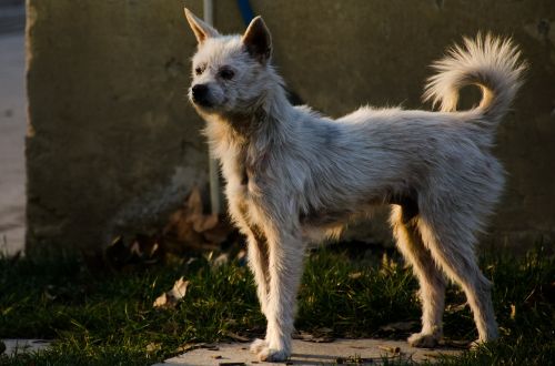 animal dog white dog