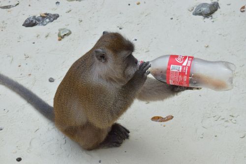 animal monkey drink bottle