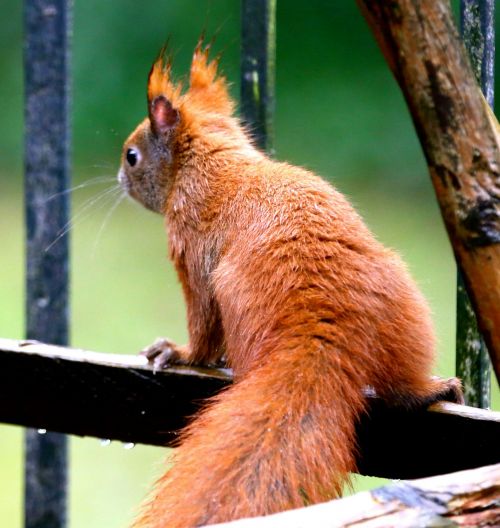 animal squirrel nature