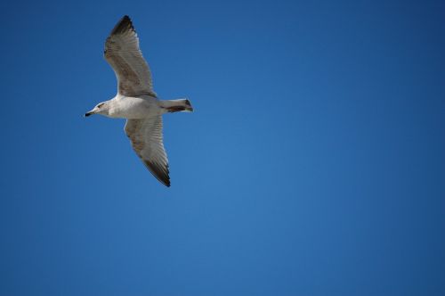 animal bird seagull