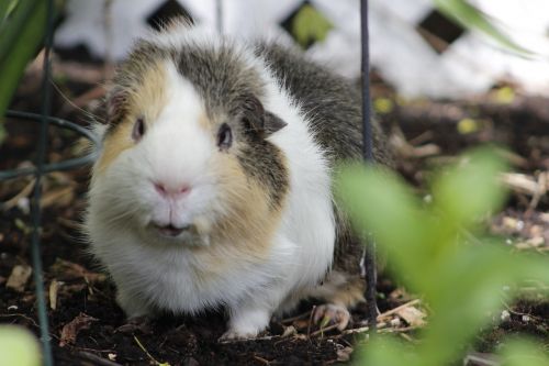 animal guinea pig rodent