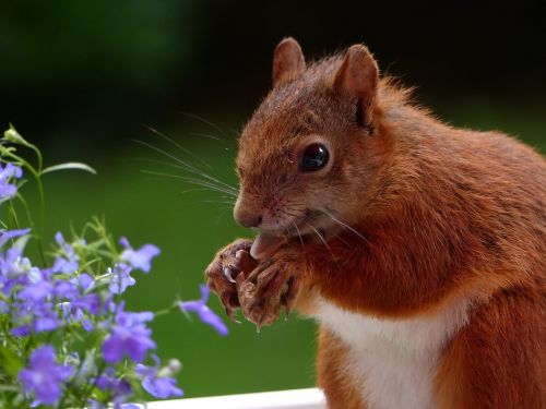 animal squirrel eat