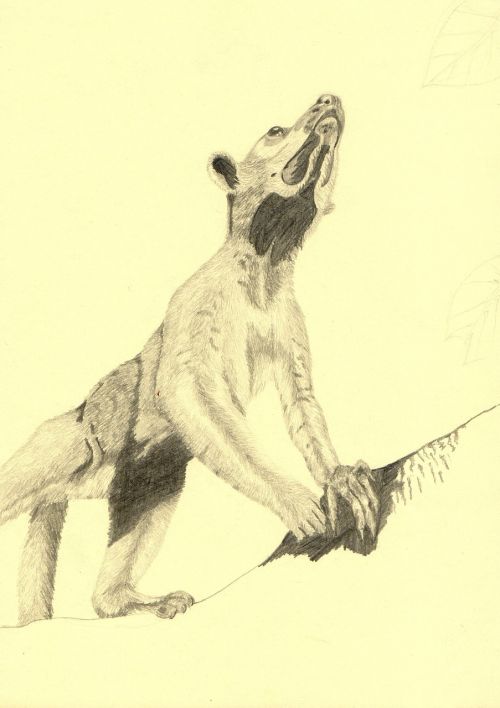 animal drawing pencil