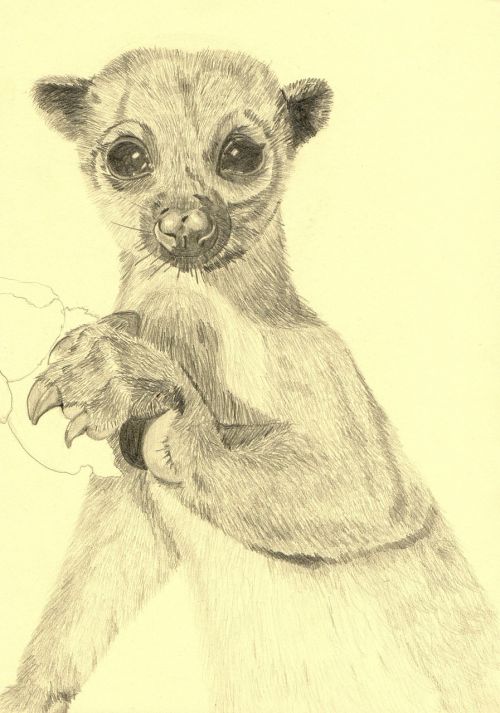 animal drawing pencil