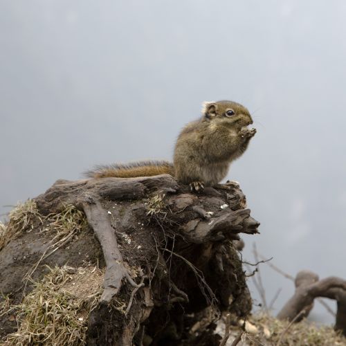 animal squirrel emeishan