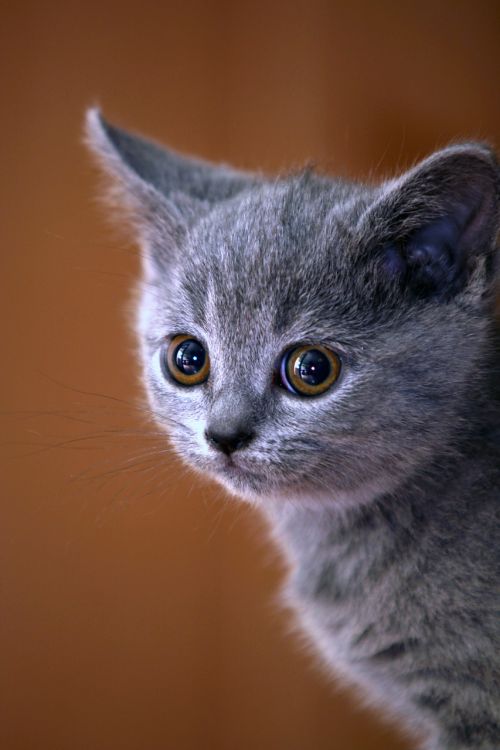 animal cat kitten