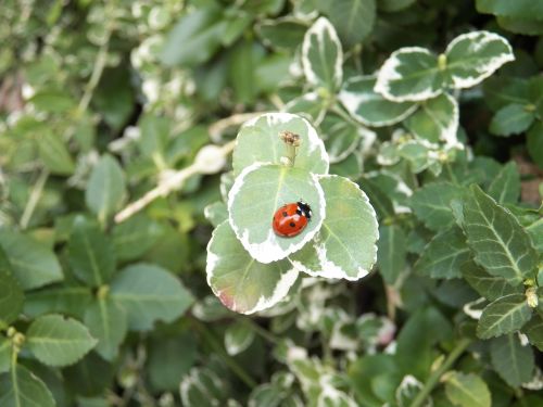 animal beetle nature