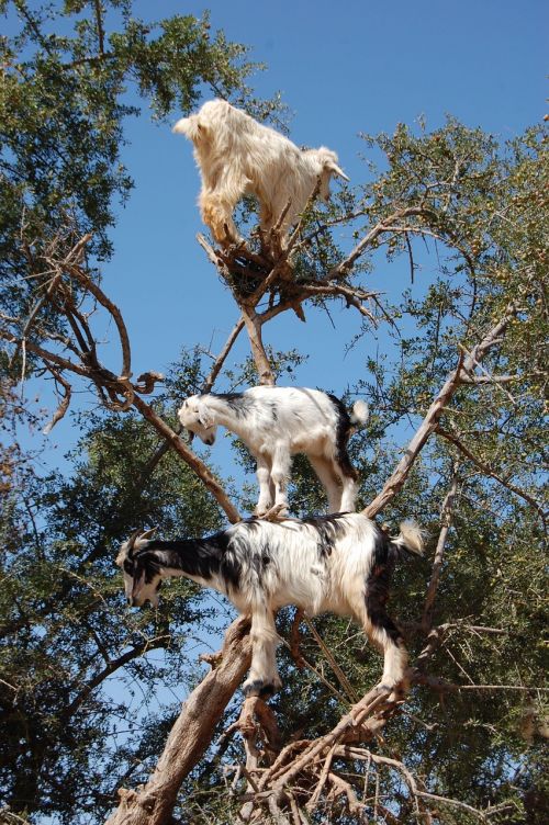 animal goats nature