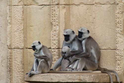 animal monkey family