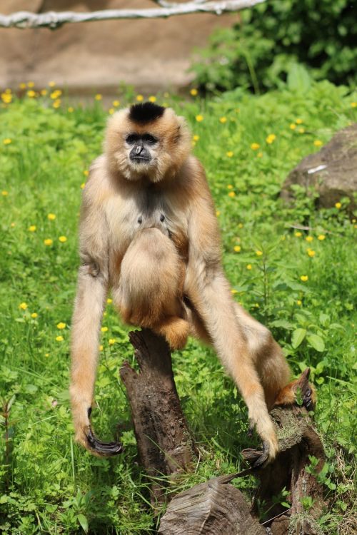 animal monkey relax