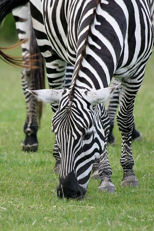 animal zebra safari
