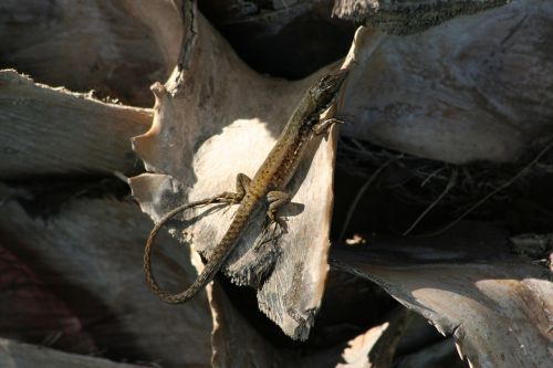 animal nature lizard