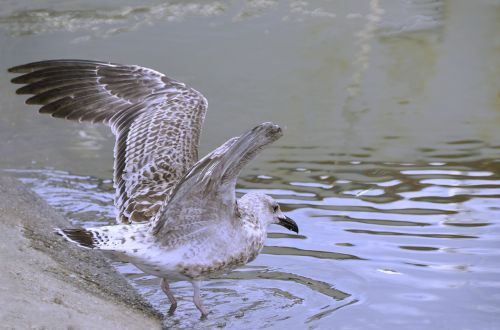 animal gull fishing