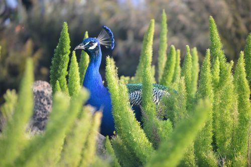animal bird peacock