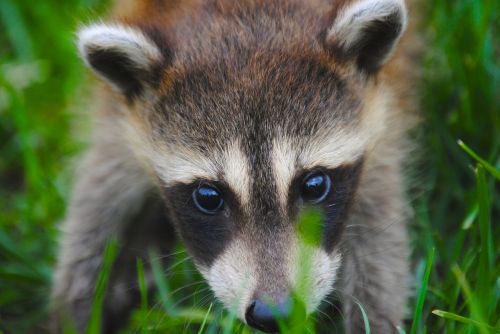 animal coon racoon