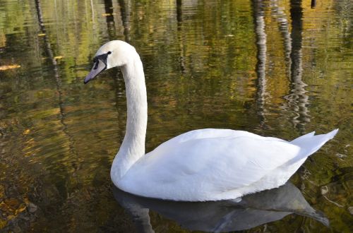 animal swan pond