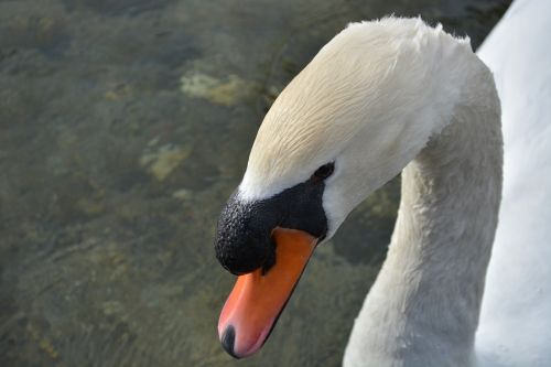 animal nature swan