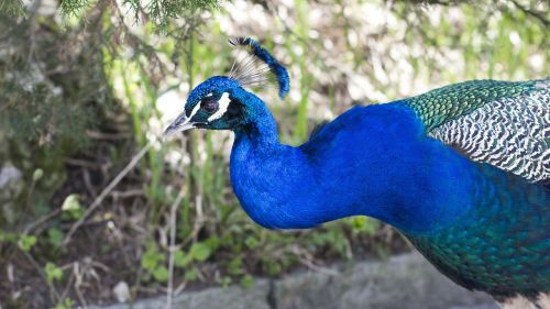 animal bird peacock