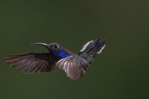 animal bird hummingbird