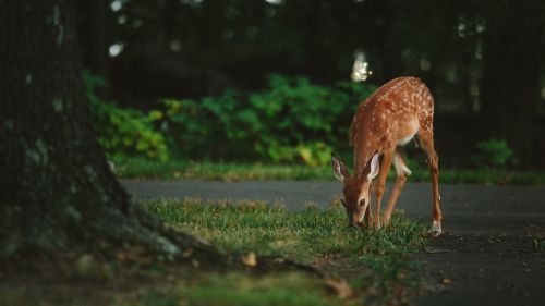 animal deer wildlife