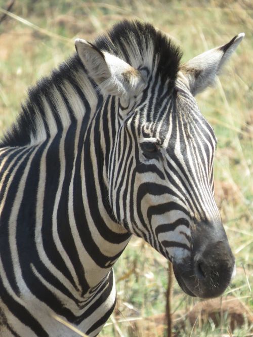 animal africa zebra head