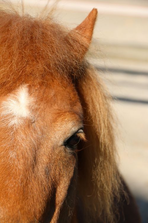 animal pony hair mane