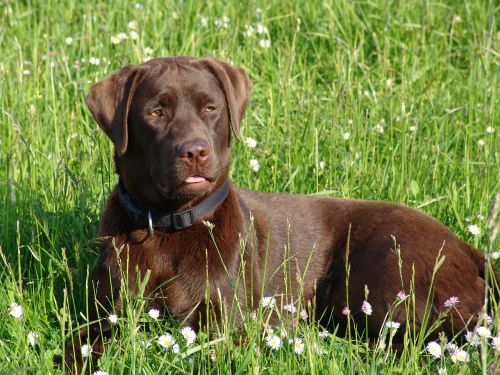 animal dog meadow