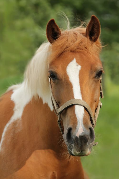 animal horse portrait of brown-white